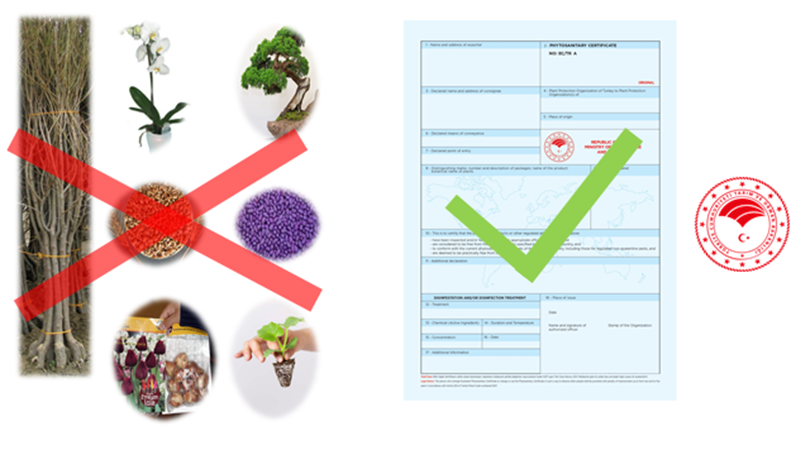 Her Türlü Tohumluk;  ‘’Bitki Sağlık Sertifikası’’ beraberinde yurt dışına çıkarılabilir veya yurda getirilebilir. 